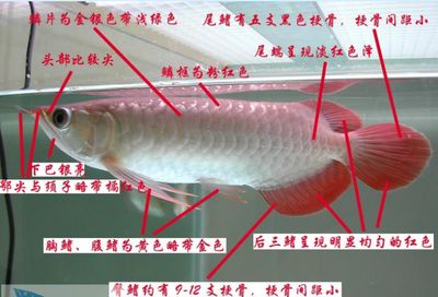 龍魚(yú)鑒別最簡(jiǎn)單三個(gè)方法（如何挑選龍魚(yú)）