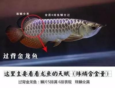 龍魚(yú)鑒別最簡(jiǎn)單三個(gè)方法（如何挑選龍魚(yú)） 龍魚(yú)百科 第5張