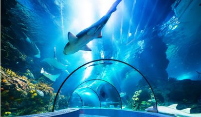 動態(tài)水族館主題（動態(tài)水族館主題是什么） 水族館百科（水族館加盟） 第5張