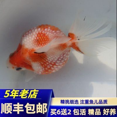 紅龍魚需要多大的魚缸才能養(yǎng)（養(yǎng)紅龍魚需要多大的魚缸？） 水族問答 第2張