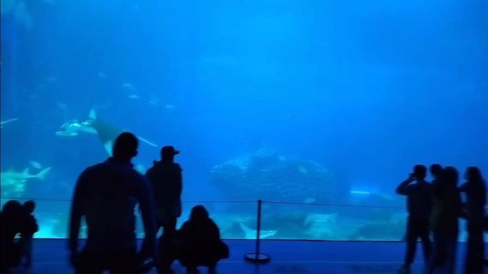 長隆水族館有什么魚（世界上最大的海洋主題公園之一長隆水族館海洋生物多樣性） 水族館百科（水族館加盟） 第1張