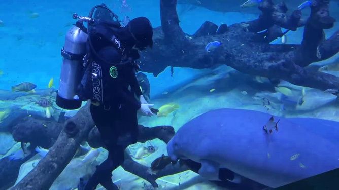 長隆水族館有什么魚（世界上最大的海洋主題公園之一長隆水族館海洋生物多樣性） 水族館百科（水族館加盟） 第4張