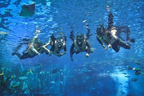 海南水族館門票多少錢（三亞亞特蘭蒂斯水族館門票價格） 水族館百科（水族館加盟） 第2張