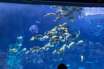 開一家水族館需要些什么證件呢視頻（開一家水族館需要些什么證件呢視頻詳情） 水族館百科（水族館加盟） 第5張