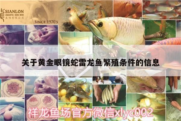 什么雷龍魚容易繁殖（如何判斷雷龍魚是否容易繁殖） 龍魚百科 第4張