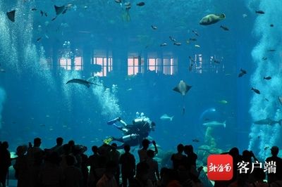 高端水族館（三亞亞特蘭蒂斯水族箱優(yōu)惠活動魚寶貝水族箱優(yōu)惠活動）