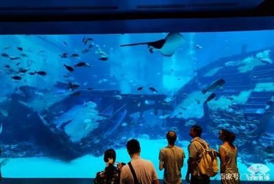 高端水族館（三亞亞特蘭蒂斯水族箱優(yōu)惠活動(dòng)魚寶貝水族箱優(yōu)惠活動(dòng)） 水族館百科（水族館加盟） 第4張