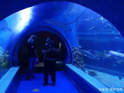 水族館開門了嗎今天（上海水族館今天是否開門）