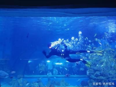 水族館開門了嗎今天（上海水族館今天是否開門） 水族館百科（水族館加盟） 第4張