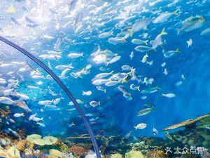 水族館在什么地方（上海海洋水族館特色展覽,青島水族館歷史背景介紹）