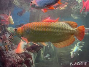 水族館在什么地方（上海海洋水族館特色展覽,青島水族館歷史背景介紹）