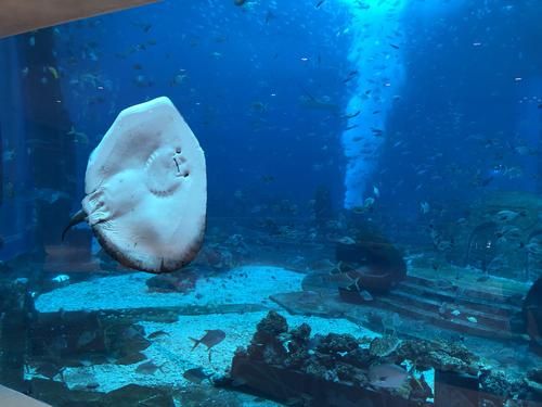 ?？诘乃屦^（海南省海口市水族館） 水族館百科（水族館加盟） 第5張