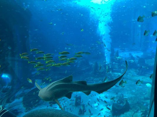 ?？诘乃屦^（海南省海口市水族館） 水族館百科（水族館加盟） 第4張