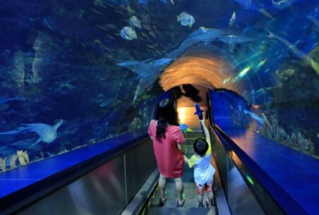 水族館有些什么（上海海洋水族館特色展覽介紹水族館互動(dòng)體驗(yàn)有哪些）