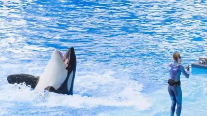 開個水族館的艱難生活視頻大全（關(guān)于開個水族館的艱難生活視頻大全） 水族館百科（水族館加盟） 第4張