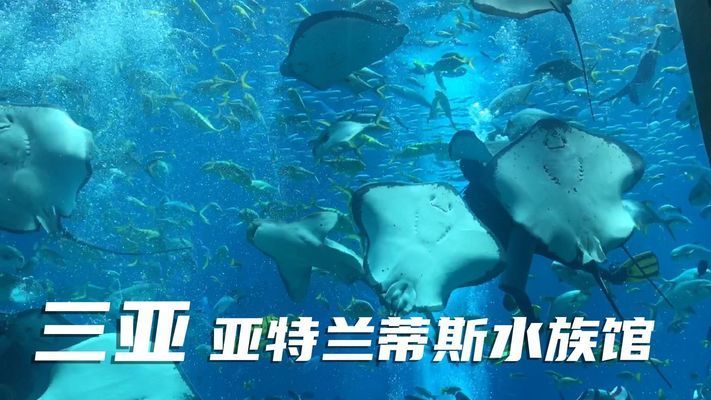 開(kāi)個(gè)水族館的艱難生活視頻大全（關(guān)于開(kāi)個(gè)水族館的艱難生活視頻大全）