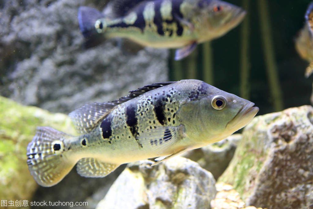 水族館賣魚嗎（水族館日常維護技巧水族館觀賞魚品種介紹） 水族館百科（水族館加盟） 第3張