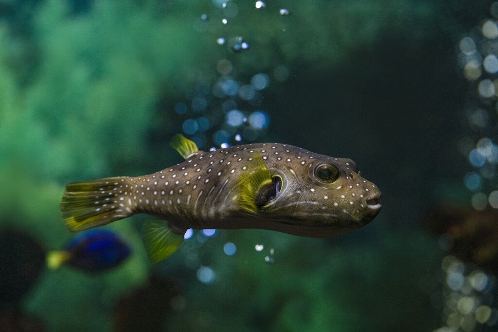 水族館賣魚嗎（水族館日常維護技巧水族館觀賞魚品種介紹） 水族館百科（水族館加盟） 第5張