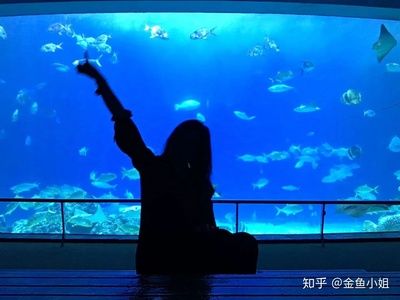 水族館好玩嗎值得去嗎知乎（上海水族館拍照打卡圣地水族館拍照打卡圣地水族館）