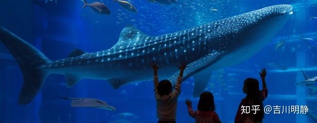 水族館好玩嗎值得去嗎知乎（上海水族館拍照打卡圣地水族館拍照打卡圣地水族館）