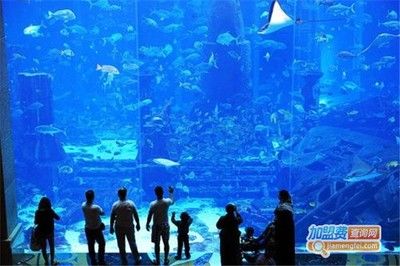 水族館發(fā)展前景怎么樣知乎（水族館行業(yè)發(fā)展趨勢(shì)） 水族館百科（水族館加盟） 第3張