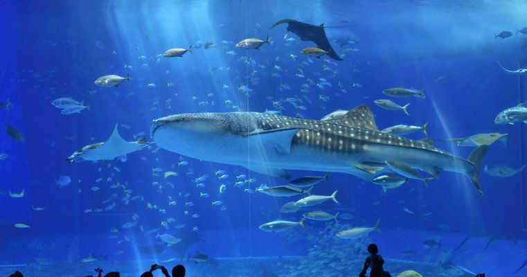 美麗海水族館門票（沖繩美麗海水族館門票價(jià)格） 水族館百科（水族館加盟） 第3張