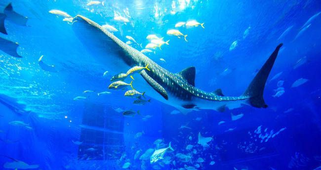 美麗海水族館門票（沖繩美麗海水族館門票價(jià)格） 水族館百科（水族館加盟） 第4張