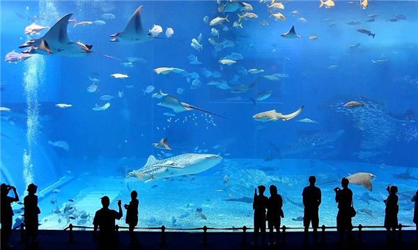 水族館加盟代理怎么樣啊賺錢(qián)嗎（上海海洋水族館加盟） 水族館百科（水族館加盟） 第4張