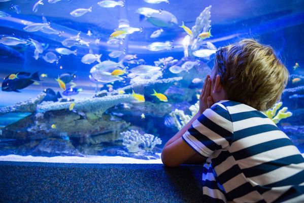 水族館加盟店有哪些好處和壞處（上海水族館加盟店）