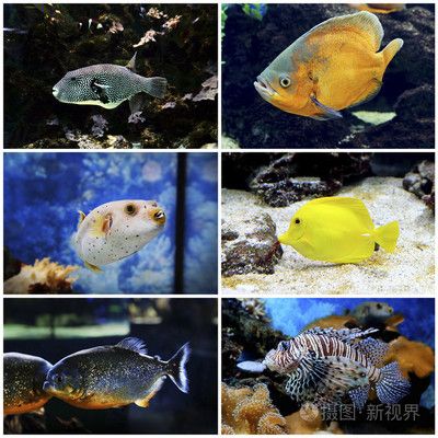 水族館都賣(mài)什么魚(yú)（水族館常見(jiàn)的觀賞魚(yú)種類）