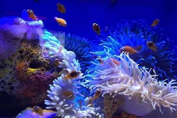 水族館一般多少錢（上海水族館一般多少錢？） 水族館百科（水族館加盟） 第2張