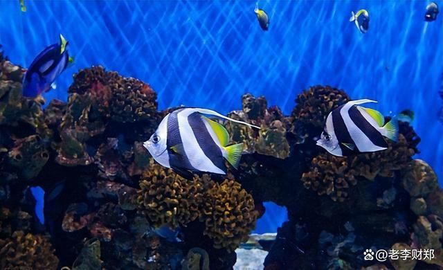 長隆海洋王國水族館里都有什么（世界上最大的水族館——長隆海洋王國） 水族館百科（水族館加盟） 第4張