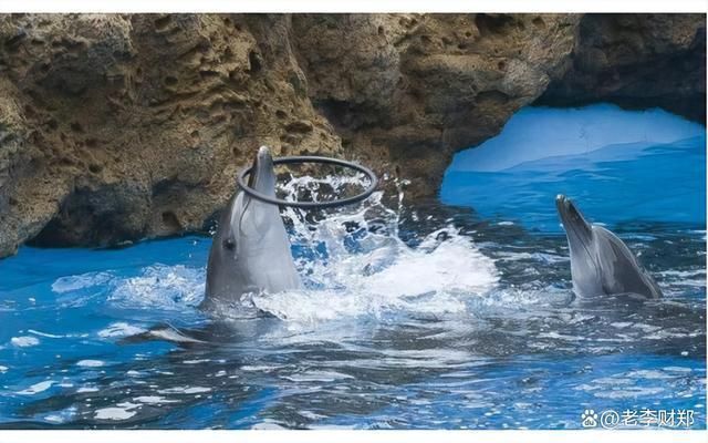 長隆海洋王國水族館里都有什么（世界上最大的水族館——長隆海洋王國）