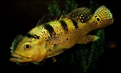 巴西亞魚(yú)苗飼料選擇指南（巴西亞魚(yú)苗飼料選擇指南探索適合巴西亞魚(yú)苗的食物來(lái)源和喂養(yǎng)技巧）