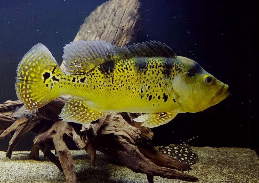 巴西亞魚(yú)苗飼料選擇指南（巴西亞魚(yú)苗飼料選擇指南探索適合巴西亞魚(yú)苗的食物來(lái)源和喂養(yǎng)技巧）