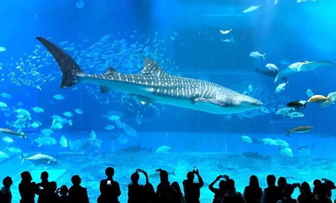 水族館里魚(yú)的種類圖片和介紹（水族館中常見(jiàn)的幾種魚(yú)類及其特點(diǎn)，水族館魚(yú)類及其特點(diǎn)） 水族館百科（水族館加盟） 第3張