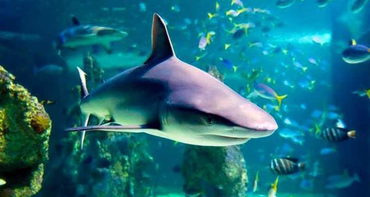 水族館里有啥（水族館中展示的各類海洋生物） 水族館百科（水族館加盟） 第2張