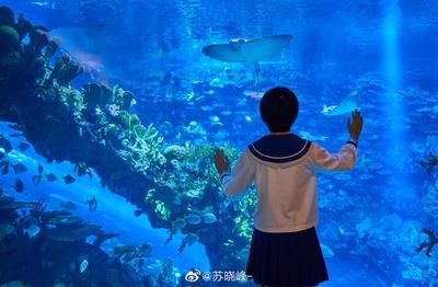 開個(gè)水族館大約多少錢一個(gè)月呢（開一個(gè)水族館的月度成本） 水族館百科（水族館加盟） 第4張