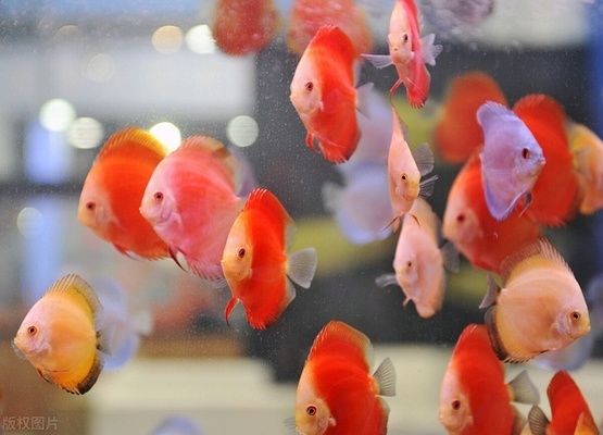 水族館一般賣什么東西賺錢（水族館特色紀念品設計案例分析水族館繁殖技術培訓課程）