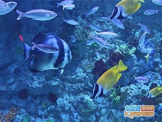 水族館一般賣什么東西賺錢（水族館特色紀(jì)念品設(shè)計(jì)案例分析水族館繁殖技術(shù)培訓(xùn)課程） 水族館百科（水族館加盟） 第5張