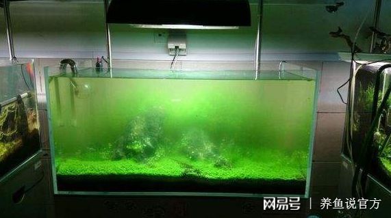 龍魚和金龍魚區(qū)別（龍魚和金龍魚各有特色，適合不同人群的喜好） 水族問答 第2張