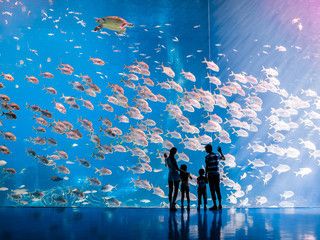 水族館游玩作文（關(guān)于水族館游玩的作文詳情：在我的記憶中） 水族館百科（水族館加盟） 第4張