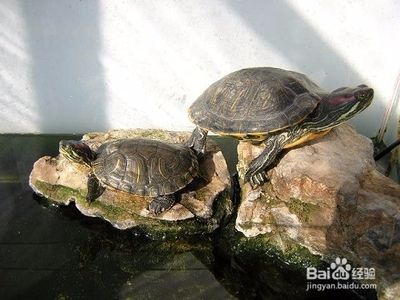 金龍魚(yú)面粉做饅頭的是高筋還是低筋（金龍魚(yú)面粉制作饅頭時(shí)需要調(diào)整和面的比例嗎） 水族問(wèn)答 第1張