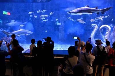 水族館店鋪介紹語大全（水族館店鋪介紹語） 水族館百科（水族館加盟） 第5張