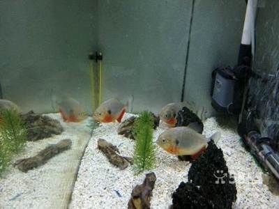 水族館專用飼料購買指南（水族館專用飼料是確保魚類健康生長的關(guān)鍵）