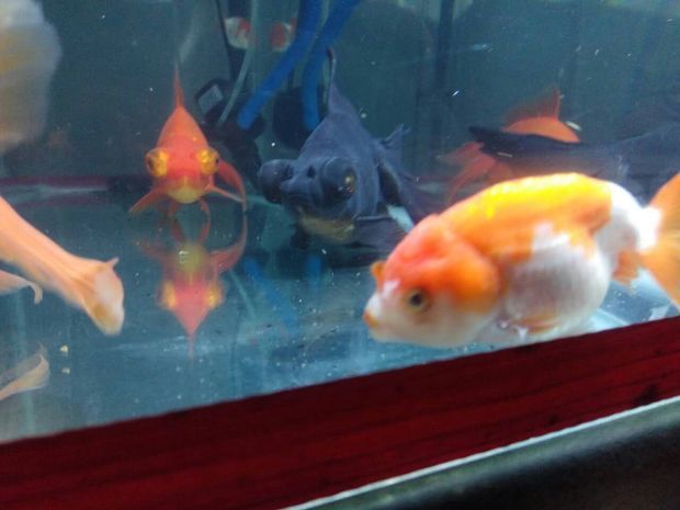 水族館專用飼料購買指南（水族館專用飼料是確保魚類健康生長的關(guān)鍵）