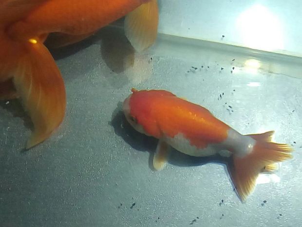 水族館專用飼料購買指南（水族館專用飼料是確保魚類健康生長的關(guān)鍵） 水族館百科（水族館加盟） 第4張