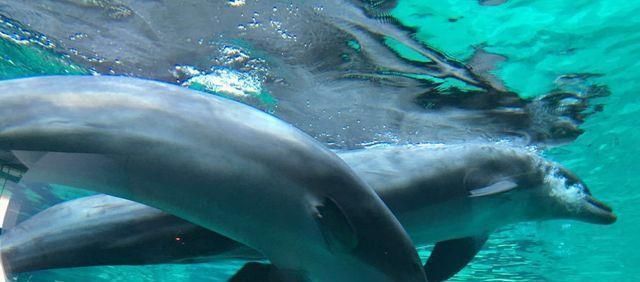 水族館中的魚（水族館中的一些代表性魚類及其詳細(xì)介紹，水族館魚種的觀賞價(jià)值） 水族館百科（水族館加盟） 第5張