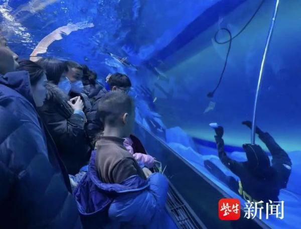 水族館工作人員有什么工作（水族館工作人員的主要職責(zé)包括維護(hù)和照顧各種海洋生物） 水族館百科（水族館加盟） 第4張