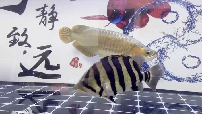 紅龍魚(yú)戰(zhàn)車(chē)體型（如何判斷紅龍魚(yú)戰(zhàn)車(chē)體型的飼養(yǎng)技巧） 龍魚(yú)百科 第5張